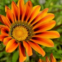 Гацания :: Татьяна Лютаева