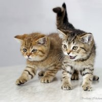 Два брата :: Светлана Ищенко