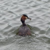 Чомга :: Рита Симонова