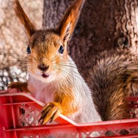 Белка :: SanSan 