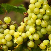 Виноградный сентябрь :: Юрий. Шмаков