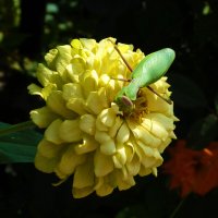 Я тебя  никому не отдам..... :: Валентин Семчишин