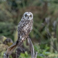 сова болотная :: юрий макаров сова болотная :: юрий макаров