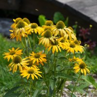 Лето в Ботаническом... Август. :: Наташа *****