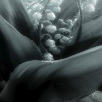 Жучок. :: Владимир Владимир