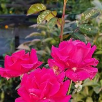 Осень :: Андрей 