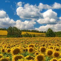 В царстве подсолнухов :: Наталья Димова