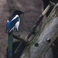 Важная птица :: Владимир Максимов