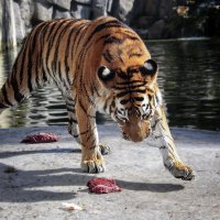 **** :: Андроник Александр 