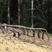 На сопках :: Александр Ильчевский 