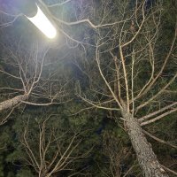 Взгляд вверх :: Татьяна Михайлова