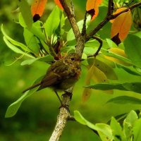 ***** :: ИННА ПОРОХОВА