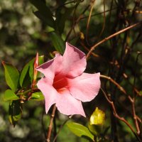 ***** :: ИННА ПОРОХОВА ***** :: ИННА ПОРОХОВА