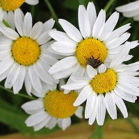 Не только я люблю ромашки... :: Светлана Не только я люблю ромашки... :: Светлана