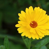 Золотая календула :: Светлана 