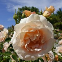 Ах, эти розы, их живая роскошь - Отточен каждый нежный лепесток.... :: Галина Ах, эти розы, их живая роскошь - Отточен каждый нежный лепесток.... :: Галина