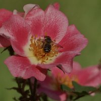 Макро мир вокруг нас... :: Николай Саржанов