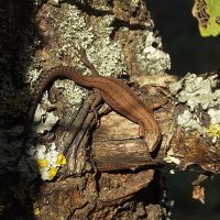 Греет ящерица спинку :: Freddy 97