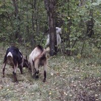 За последними листиками... :: Freddy 97