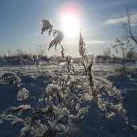 Утро :: Anna Ivanova