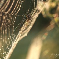 *** :: Елена Kазак (selena1965)