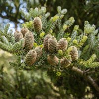 Шишки... :: Павел Катков Шишки... :: Павел Катков