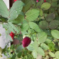 После осеннего дождя :: Svetlana 