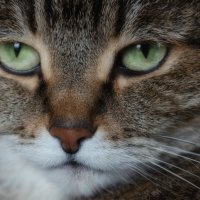 Мур мур :: Виктор Иванович Чернюк