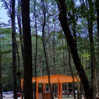 На прогулке в лесу за городом...Вечер... :: tatyana 