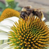 Шмель и эхинацея :: Игорь Сарапулов