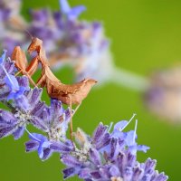 Богомол на лаванде :: Светлана Тихонина