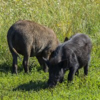 Кабанчики на берегу реки :: Сергей Цветков