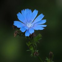 *** :: Олег Алексеев *** :: Олег Алексеев