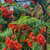 "День, когда горят костры рябин" :: Татьяна Машошина