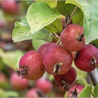 Вот и осень ... :: Aquarius - Сергей