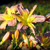 они на радость нам даны :: Олег Лукьянов