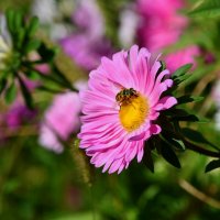 Мужик на цветочке :: Татьяна Евдокимова