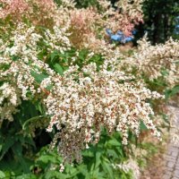 Горец изменчивый :: Veera V Горец изменчивый :: Veera V