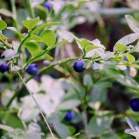 Веточка черники :: Сергей Кочнев