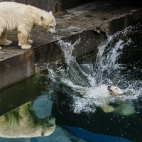 Белый :: SanSan 