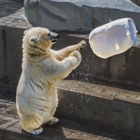 Белый :: SanSan 