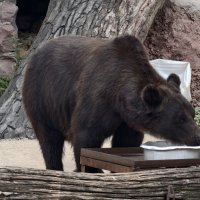 Бурый медведь Гром :: <<< Наташа >>>