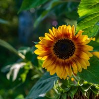 Лето :: Петр Лето :: Петр