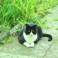 Ну сколько тебя ждать? Я есть хочу! :: Людмила Смородинская