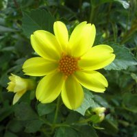 Жёлтая георгина :: Валентин Семчишин