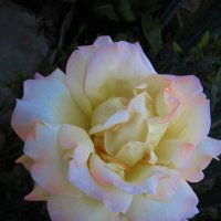 Нежная Глория  Дей :: Валентин Семчишин