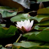 Лето в Ботаническом... Август. :: Наташа *****