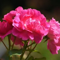 Лето в Ботаническом... Август. :: Наташа ***** Лето в Ботаническом... Август. :: Наташа *****