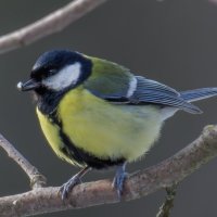 Синица большая :: Sergey38 