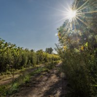 Солнечное поле :: sorovey Sol Солнечное поле :: sorovey Sol